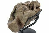 Hadrosaur (Brachylophosaurus?) Sacrum w/ Metal Stand - Montana #227751-4